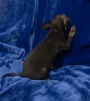 Magic, a male Chihuahua for sale in Navasota, TX – 5 of 9