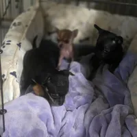 Midnight, a male Chihuahua for sale in Navasota, TX – 6 of 9