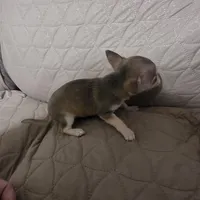 Charlie Brown, a male Chihuahua for sale in Navasota, TX – Photo 4 of 7