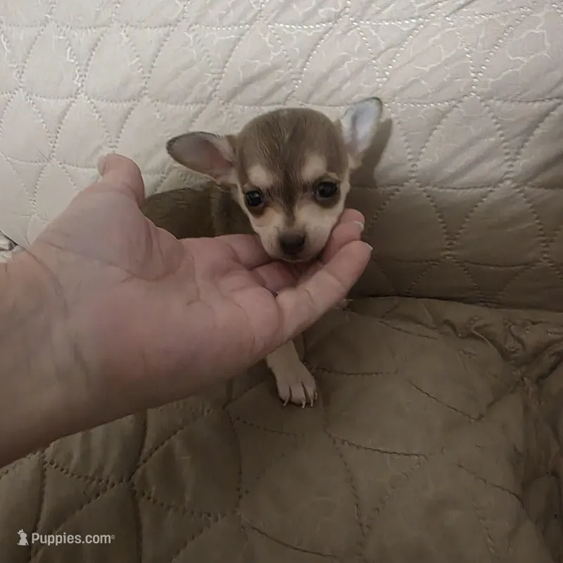 Charlie Brown – Chihuahua puppy on hold in Navasota, TX