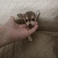 Charlie Brown, a male Chihuahua for sale in Navasota, TX – Photo 1 of 7