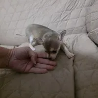 Charlie Brown, a male Chihuahua for sale in Navasota, TX – Photo 5 of 7