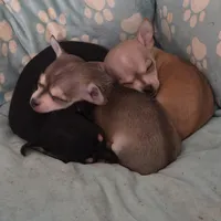 Charlie Brown, a male Chihuahua for sale in Navasota, TX – Photo 2 of 7