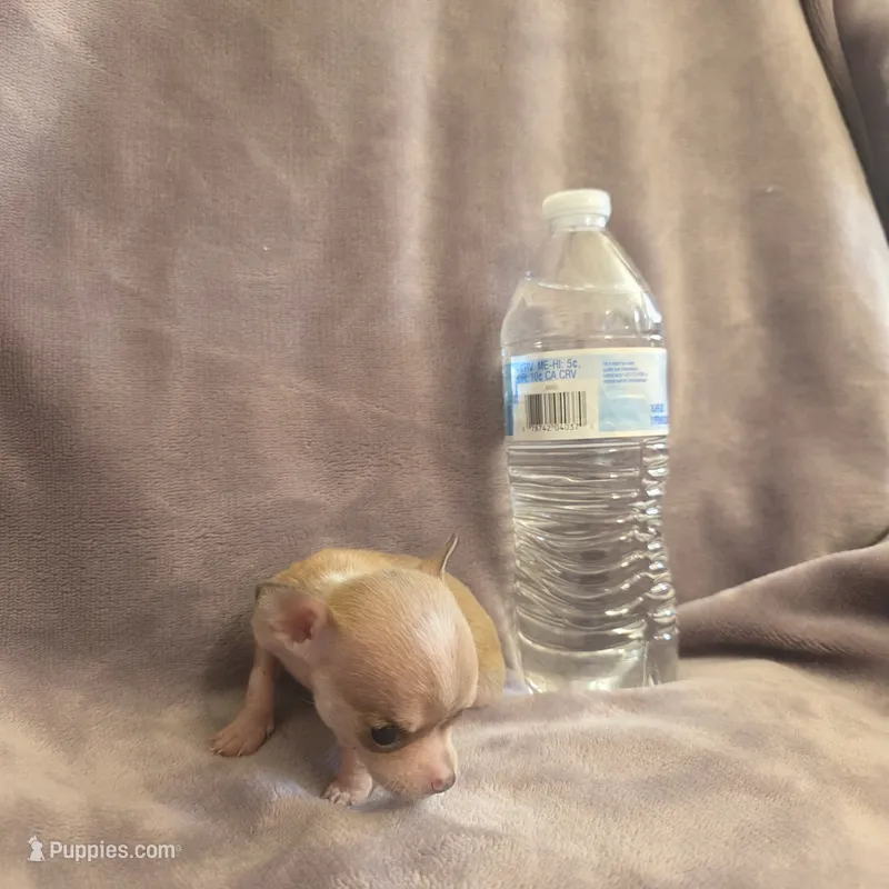 Little bit  – Chihuahua puppy for sale in Navasota, TX