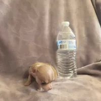 Little bit , a female Chihuahua for sale in Navasota, TX – 1 of 10