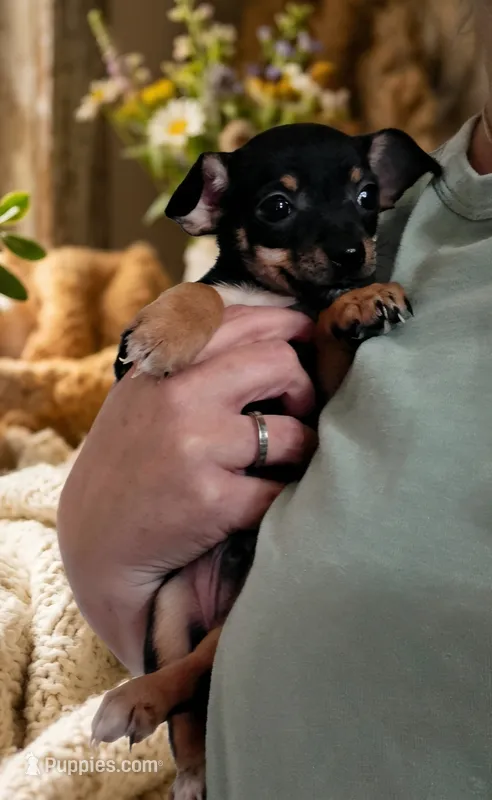 Hershey  – Chihuahua puppy for sale in Navasota, TX