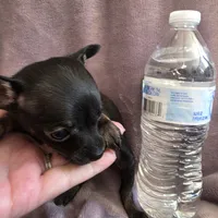 Midnight, a male Chihuahua for sale in Navasota, TX – 4 of 9