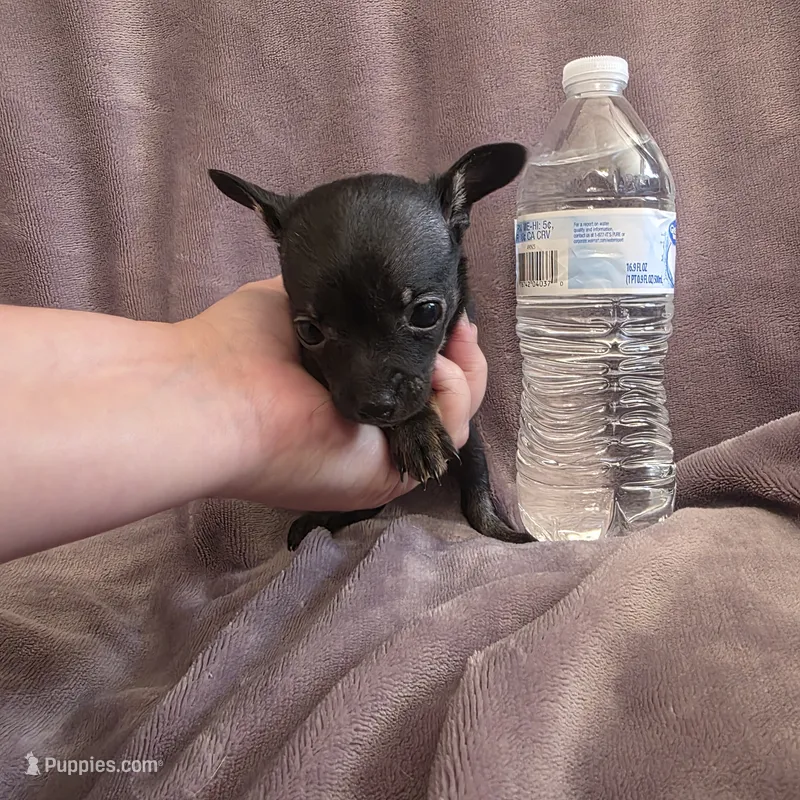 Magic – Chihuahua puppy for sale in Navasota, TX
