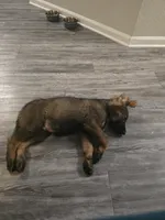 Percy, a male German Shepherd Dog for sale in Charlotte, NC – 3 of 5