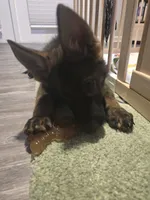 Percy, a male German Shepherd Dog for sale in Charlotte, NC – 5 of 5