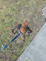 Percy, a male German Shepherd Dog for sale in Charlotte, NC – 2 of 5