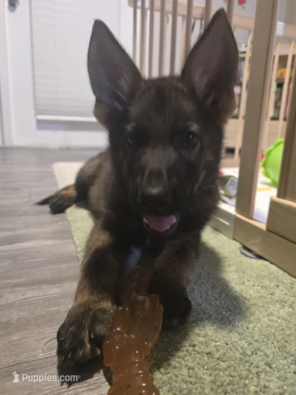 Percy – German Shepherd Dog puppy for sale in Charlotte, NC