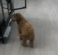 Asher, a male Miniature Goldendoodle for sale in Boston, MA – Photo 2 of 2