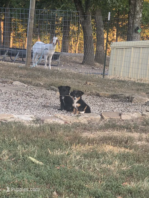 Coy – Miniature Aussiedoodle puppy for sale in Lebanon, MO
