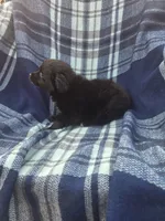 Coy, a male Miniature Aussiedoodle for sale in Lebanon, MO – 3 of 3