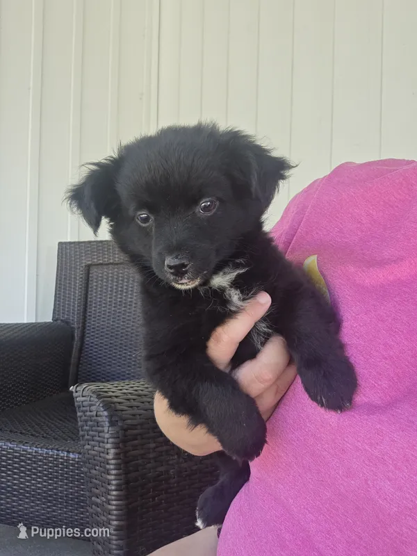 Coy – Miniature Aussiedoodle puppy for sale in Lebanon, MO