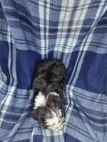 Cota, a male Miniature Aussiedoodle for sale in Lebanon, MO – 2 of 3