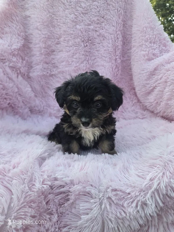 Cora  – Miniature Aussiedoodle puppy for sale in Lebanon, MO