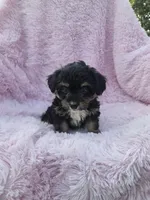 Cora , a female Miniature Aussiedoodle for sale in Lebanon, MO – 1 of 1