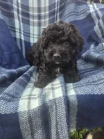 Conrad, a male Miniature Aussiedoodle for sale in Lebanon, MO – 2 of 3