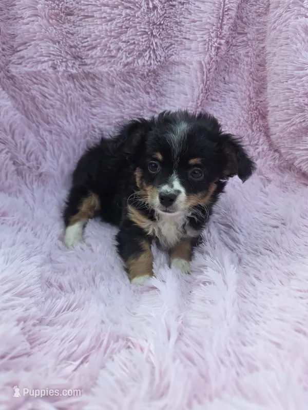 Charlotte  – Miniature Aussiedoodle puppy for sale in Lebanon, MO