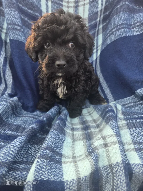 Conrad – Miniature Aussiedoodle puppy for sale in Lebanon, MO