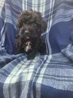 Conrad, a male Miniature Aussiedoodle for sale in Lebanon, MO – 3 of 3