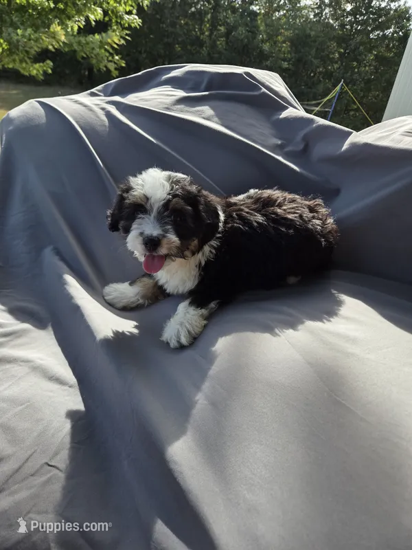 Cota – Miniature Aussiedoodle puppy for sale in Lebanon, MO