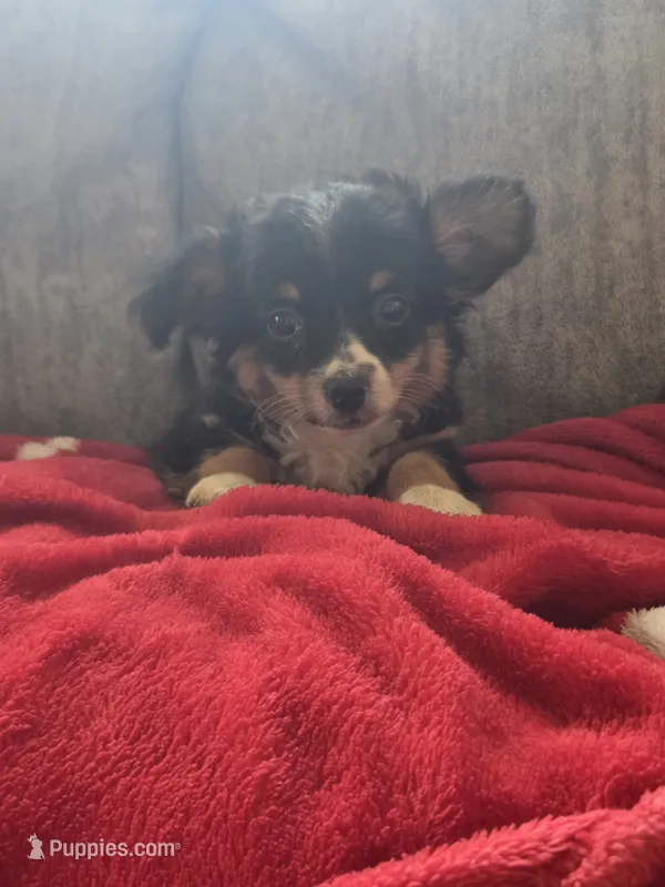 Charlotte  – Miniature Aussiedoodle puppy for sale in Lebanon, MO