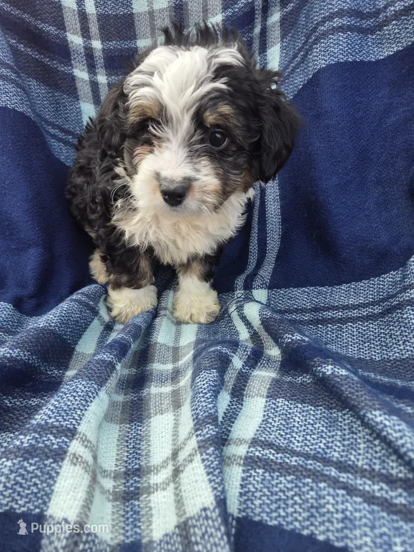 Cota – Miniature Aussiedoodle puppy for sale in Lebanon, MO