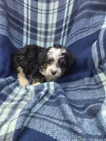 Cota, a male Miniature Aussiedoodle for sale in Lebanon, MO – 3 of 3