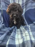 Conrad, a male Miniature Aussiedoodle for sale in Lebanon, MO – 1 of 3