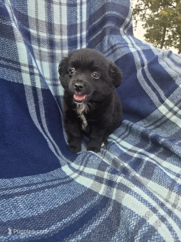 Coy – Miniature Aussiedoodle puppy for sale in Lebanon, MO