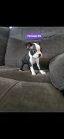Number 6, a female Boston Terrier for sale in Riverside, CA – 8 of 8
