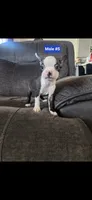 Number 5, a male Boston Terrier for sale in Riverside, CA – 6 of 7