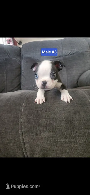 Number 3 – Boston Terrier puppy for sale in Riverside, CA