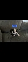 Number 2, a male Boston Terrier for sale in Riverside, CA – 4 of 4