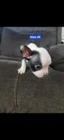 Number 5, a male Boston Terrier for sale in Riverside, CA – 3 of 7