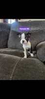 Number 6, a female Boston Terrier for sale in Riverside, CA – 6 of 8