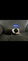 Number 2, a male Boston Terrier for sale in Riverside, CA – 3 of 4