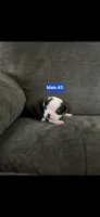 Number 3, a male Boston Terrier for sale in Riverside, CA – 4 of 4