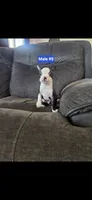 Number 5, a male Boston Terrier for sale in Riverside, CA – 7 of 7