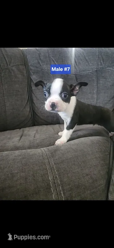 Number 7 – Boston Terrier puppy for sale in Riverside, CA