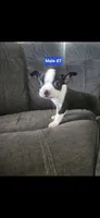 Number 7, a male Boston Terrier for sale in Riverside, CA – 1 of 4