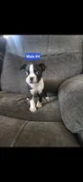 Number 4, a male Boston Terrier for sale in Riverside, CA – 2 of 5