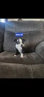 Number 2, a male Boston Terrier for sale in Riverside, CA – 3 of 5