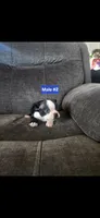 Number 2, a male Boston Terrier for sale in Riverside, CA – 5 of 5