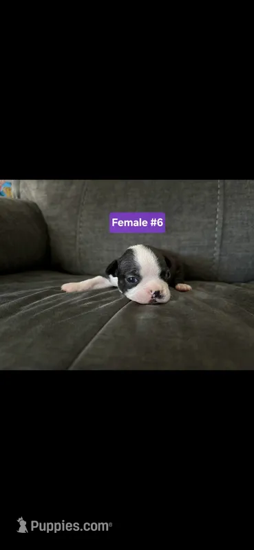 Number 6 – Boston Terrier puppy for sale in Riverside, CA