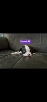 Number 6, a female Boston Terrier for sale in Riverside, CA – 1 of 3