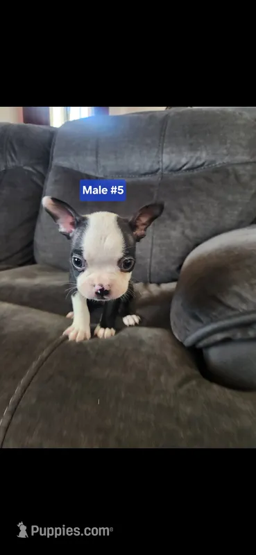 Number 5 – Boston Terrier puppy for sale in Riverside, CA